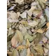 Paleolit Babérlevél egész 1kg Bay leaves whole (laurel)