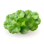 Caleido Gotu Kola kivonat kapszula 60db